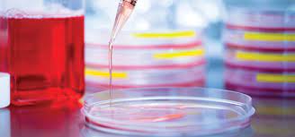 Introduction an important aspect of any biotechnological processes is the culture of animal cells in artificial media. Animal Cell Culture Food Technology A New Regulatory Frontier