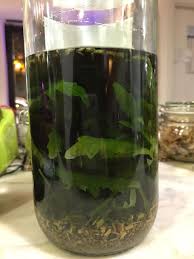 Liquori fatti in casa particolari. Liquori Ed Altri Infusi Alcolici 2 Qualunque