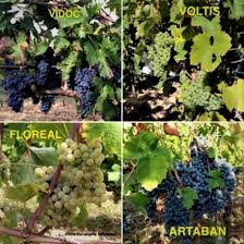 #automne #champagne #champagnemarchebrart #champagnehebrart #pinotnoir #mareuilsuray #vigneronindependant. Champagne 2021 Dossier Complet En 32 Articles