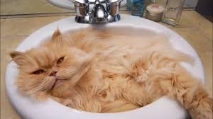 world funniest cats!!why do cats like