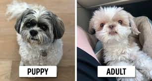Puppies are forever is a song taken from sia's christmas album, everyday is christmas. 15 Dog Breeds That Look Like Puppies Forever