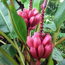 Image result for Musa ornata