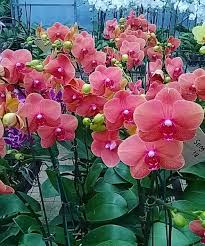 Tak hanya sebagai hiasan, bunga anggrek juga sering dijadikan sebagai pengharum, tanaman herbal dan manfaat lainnya. Jual Jual Bunga Murah Bunga Anggrek Koleksi Untuk Gift Card Anggrek Bulan Phalaenopsis Di Lapak Catur Olshop Bukalapak