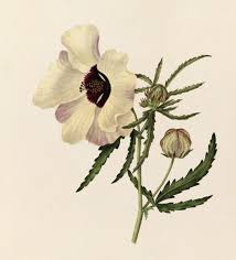 Image result for Hibiscus trionum