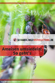 So Harmlos Ameisen Auch Sein Mogen Sowohl Im Haus Als Auch Im Garten Sind Die Kleinen Krabbeltierchen Meist Un Ameisen Ameisen Im Garten Schadlingsbekampfung