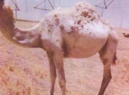 The camelids, as a family, include the new world camelids: Emerging Infectious Diseases In Camelids Springerlink
