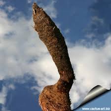 Image result for Xerophyta suaveolens