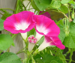 Morning Glory Flower Related Keywords Amp Suggestions Morning Morning Glory Flowers Morning Glory Flower Pictures