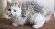 Selkirk Rex - Wikipedia