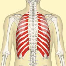 So, let's learn the ribs so we can so what parts of the rib cage show up on the surface? What Can You Do To Release Muscle Tightness And Discomfort Around Your Ribcage Total Somatics