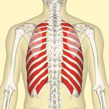 I have this feeling like there is something under my right rib cage as if something is stuck underneath or enlarged. What Can You Do To Release Muscle Tightness And Discomfort Around Your Ribcage Total Somatics