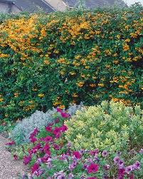 Image result for Pyracantha coccinea soleil d'or