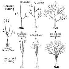Learn how to prune fruit trees and crepe myrtles. Fruit Trees Benefits Of Pruning Fruit Trees