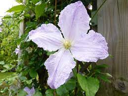 By david • october 23, 2008. Clematis Blue Angel
