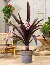 Image result for Crinum aurantiacum