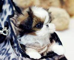 Teacup Shih Tzu Puppies For Sale Available Puppies Teacup Shih Tzu Cute Teacup Puppies Shih Tzu Puppy