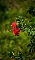 Image result for Hibiscus rhabdotospermus