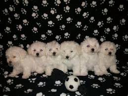 Visit petland dallas for puppy playtime. Bichon Frise Puppies For Sale In Saginaw Michigan Classified Americanlisted Com