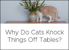 12 Diy Cat Toys To Show Your Love Learn More On Litter Robot Blog In 2020 Kitten Proofing Diy Cat Toys Foster Kittens