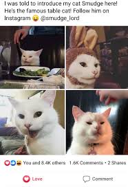 Blessed Images In 2020 Cute Funny Animals Evil Cat Cats