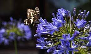 Agapanthus Tips For Planting And Care Of The Lily Of The Nile
