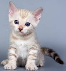 They love to climb furniture, leap up onto high surfaces, play. White Bengal Cat Google Search Bengal Kitten Bengal Cat White Bengal Cat