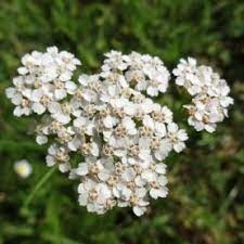 Yarrow Essential Oil Albania Yarrow Essential Oil Yarrow Essential Oils