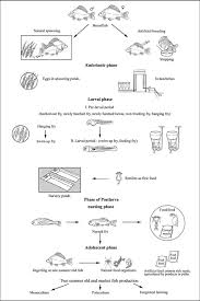 production methods for the common carp the fish site