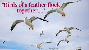 Birds Of The Same Feather Flock Together Meme Birds Of A Feather Flock Together Essay Meaning Expansion Flocking Bird Feathers Essay