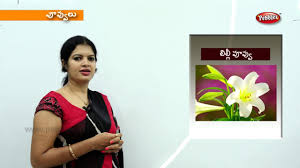 learn flowers names in telugu preschool videos kids educational videos toddlers learning video