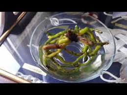 Orkide Tohumu Cimlendirme 1 Orchid Flasking Tissue Culture 1 Youtube Orkideler Cicek Bitki