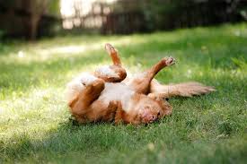 Why Does My Dog Roll Around Where Something Has Died American Kennel Club In 2020 Funny Dog Pictures Dogs American Kennel Club