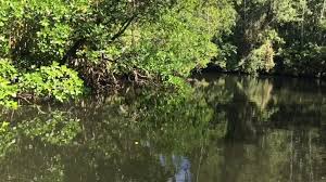 Beautiful islands & mangrove virgin forest