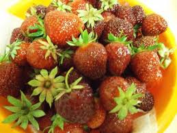 Interessant Die Erdbeere Absolut Ehrlich Erdbeeren Wilde Erdbeeren Obstarten