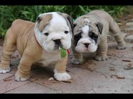 Bullmastiff, pit bull and american bulldog. Olde English Bulldogge Dog Puppies Information Video Animal Videos Youtube