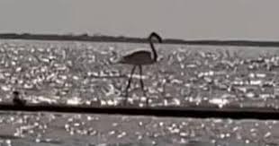 A flamingo that escaped a Kansas zoo during a storm 17 years ago has been  spotted in Texas - CBS News