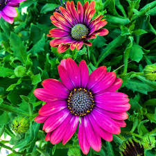 Image result for foto Osteospermum