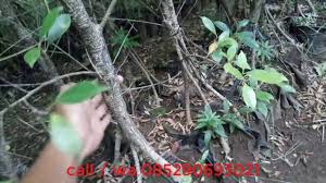 Perkebunan Bibit Beringin Kimeng Youtube