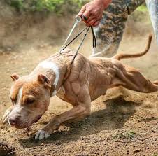 Pitbull là một giống chó nhà có nguồn gốc từ châu mỹ, được nuôi ở anh và nuôi để làm vật giữ nhà và cũng được sử dụng trong những cuộc chọi chó. Phan Biá»‡t Bulldog Vs Pitbull Cac Ä'áº·c Tinh Khac Nhau Giá»¯a 2 Loáº¡i Thu Kiá»ƒng