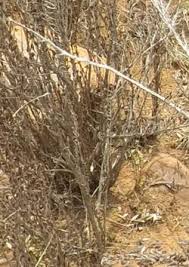 Image result for Myrothamnaceae