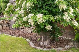 Climbing hydrangea is smothered in stunning fragrant white lacecap flowers along the branches from early to mid summer. How To Grow And Care For Climbing Hydrangeas A Detailed Guide Florgeous