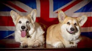 Find corgi in dogs & puppies for rehoming | find dogs and puppies locally for sale or adoption in ontario : Corgis Are Now A Vulnerable Breed In Britain Abc News