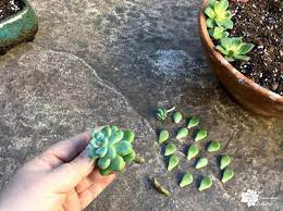 Early Spring How To Grow Succulent Cuttings The Succulent Eclectic Succulent Cuttings Succulents Propagate Succulents From Leaves