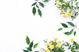 However, these plants dont appear to be yellowing from the top. Yellow Flowers Green Leaves On White Background Flat Lay Top View Stock Photo Adobe Stock