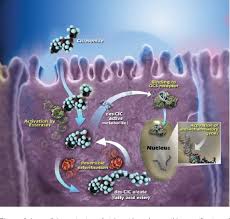 PDF] Ciclesonide: a safe and effective inhaled corticosteroid for ...