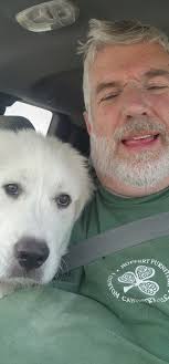 Pet insurance recommendations for border collie aussie mix