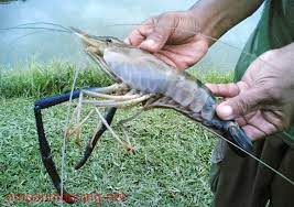Umpan Jitu Dan Cara Mancing Udang Galah Umpan Ikan