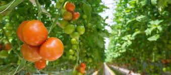 Tomaten pflanzen im freiland, im garten am besten schon am vortag bei grösseren tomatenjungpflanzen, die länger als 30cm sind, die keimblätter und die untersten blätter wegschneiden; Tomaten Erzeugung Bzfe