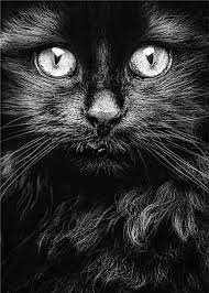 Een van de kenmerken van zwarte katten die met het blote oog te zien is, is hun prachtige vachtvan deze kleur. Allernieuwste Canvas Schilderij Zwarte Kat Poes Kater Realistisch Woonkamer Bol Com