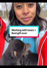 Working With Wild Black Bears: A Unique Experience